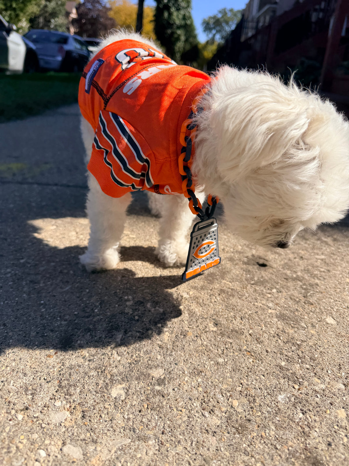 Pet Size Hype Chain